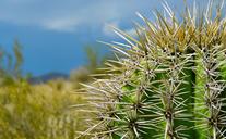 nature-desert-plant-cactus-1284357.jpg