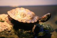 reptile-turtle-fresh-water-315214.jpg