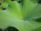 green-leaf-drop-lotus-665545.jpg