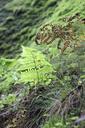 fern-forest-jungle-bush-plant-1028583.jpg