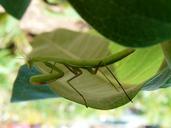 praying-mantis-green-milkweed-868420.jpg