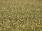 Wheat-8243.jpg