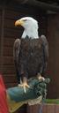 bald-eagle-white-tailed-eagle-490299.jpg