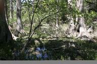 swamp-marsh-trees-trunk-forest-421185.jpg