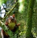 squirrel-tree-forest-rodents-489470.jpg