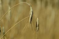 barley-cereals-spike-corn-stalks-861388.jpg