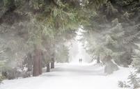 forest-human-fog-winter-hiking-656552.jpg