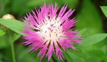 basket-flower-flower-centaurea-pink-557494.jpg