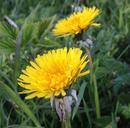 dandelions-weeds-natural-flowers-752492.jpg