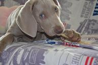 dog-puppy-weimaraner-muzzle-animal-672225.jpg