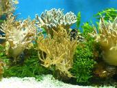 aquarium-coral-water-colorful-53993.jpg