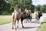 camel-way-nature-zoo-wildlife-961819.jpg