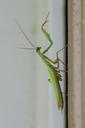 praying-mantis-insects-mantis-green-1635119.jpg