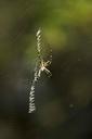 web-its-spins-spider-spiders-bugs-387187.jpg