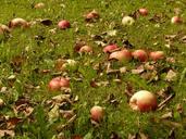 apple-meadow-harvest-pick-windfall-9158.jpg