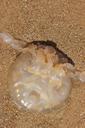 jellyfish-sea-ocean-beach-sand-455460.jpg