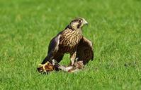 falcon-wildpark-poing-prey-access-1329760.jpg