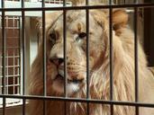 lion-zoo-animal-624456.jpg