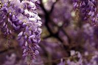 wisteria-bloom-garden-desktop-1336388.jpg