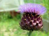 artichoke-flower-violet-vegetable-1578757.jpg