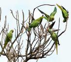 parrots-circle-tree-tropical-974809.jpg