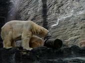 polar-bear-roar-area-white-animal-284162.jpg