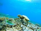 underwater-sea-turtle-diving-663407.jpg