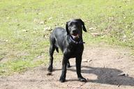 dog-retriever-animal-black-puppy-641124.jpg