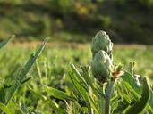 artichoke-agriculture-power-574615.jpg