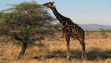 giraffe-kenya-safari-562391.jpg