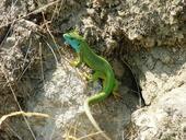 lizard-green-animal-reptile-nature-487920.jpg