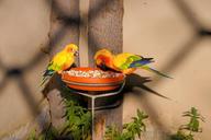 birds-parrots-feeding-colorful-1545119.jpg