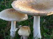 mushrooms-fungi-fungus-natural-661270.jpg