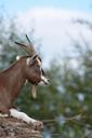 goat-zoo-billy-goat-horns-741386.jpg