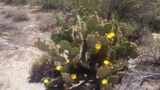 cactus-cacti-flower-desert-364050.jpg