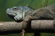 iguana-dragon-reptile-zoo-scaly-191186.jpg