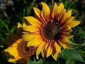 sunflowers-flowers-plants-flora-387420.jpg