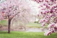 magnolia-trees-springtime-blossoms-556718.jpg