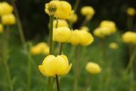 buttercup-yellow-nature-mountains-168636.jpg