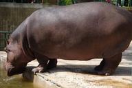 zoo-barcelona-hippo-park-africa-1164048.jpg