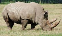 rhino-safari-park-denmark-animal-433495.jpg