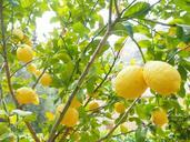 lemon-limone-lemon-tree-1117565.jpg