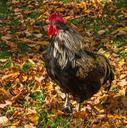 Rooster, Murnau, Bavaria, Germany.jpg