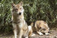 wolf-canis-lupus-european-wolf-1384940.jpg