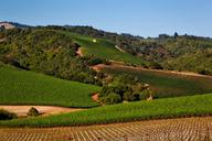 vineyard-california-napa-valley-1597724.jpg