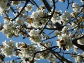 cherry-blossoms-tree-gorgeous-white-734479.jpg