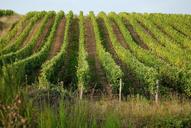 vineyards-loire-france-702985.jpg