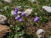 alpine-soldanella-flower-purple-505864.jpg