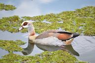 duck-waterfowl-water-pond-wildlife-569003.jpg