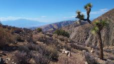 joshua-tree-desert-california-park-570145.jpg